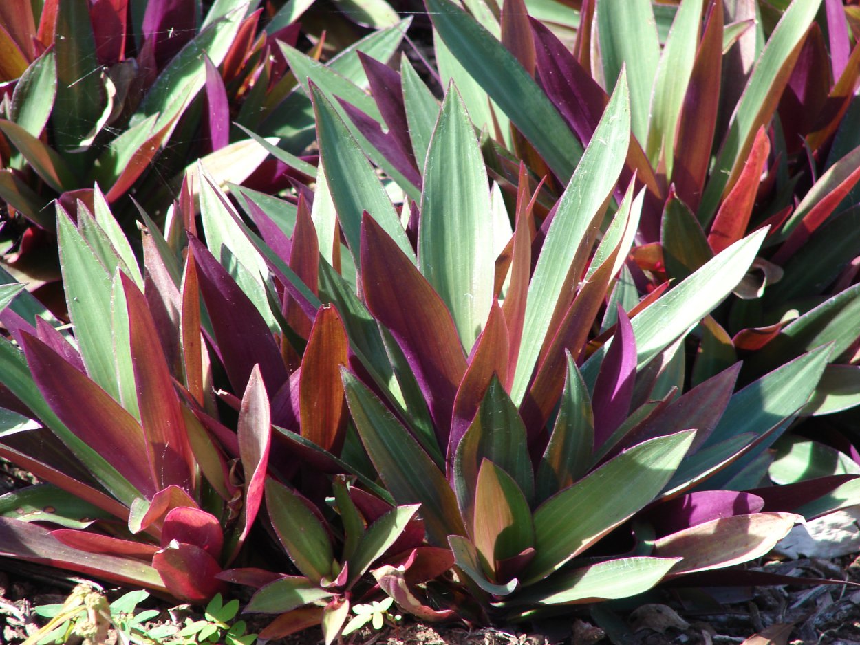 Tradescantia spathacea
