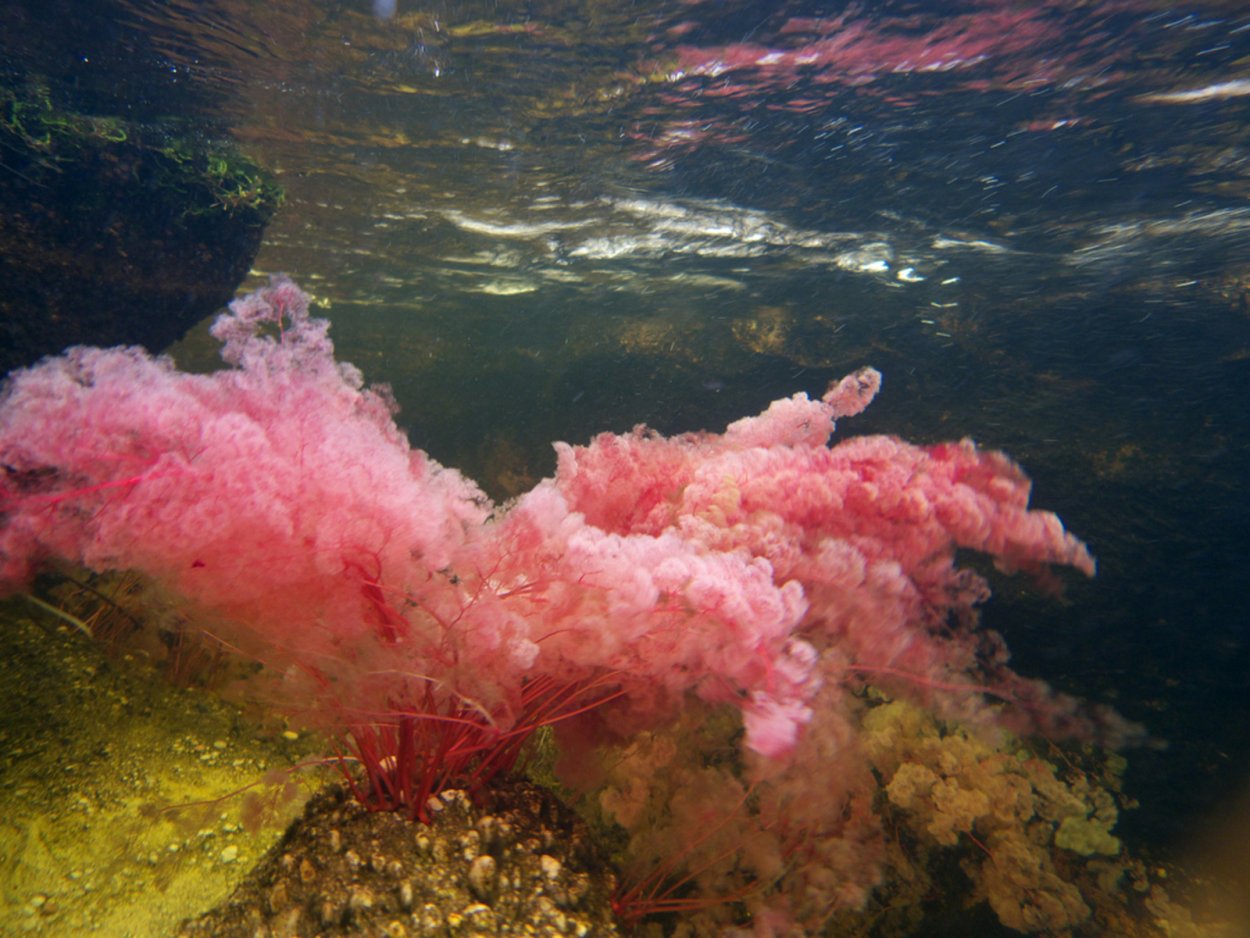 Все растущие в воде водоросли