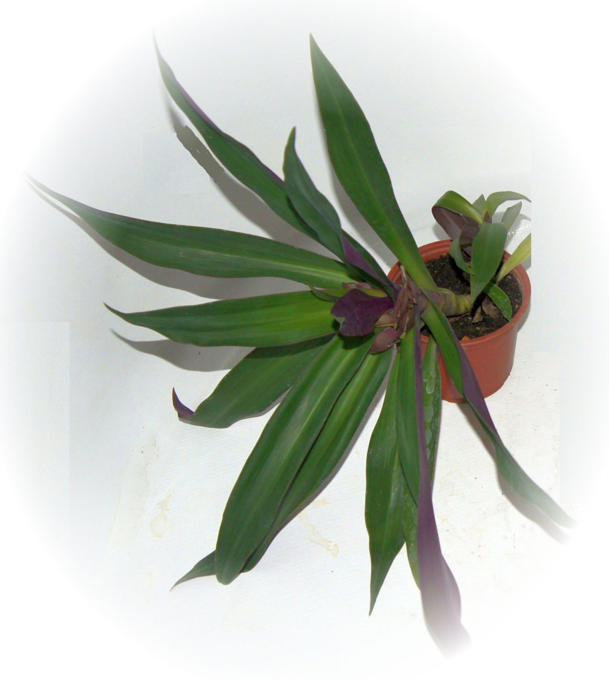 Рео, традесканция Рео