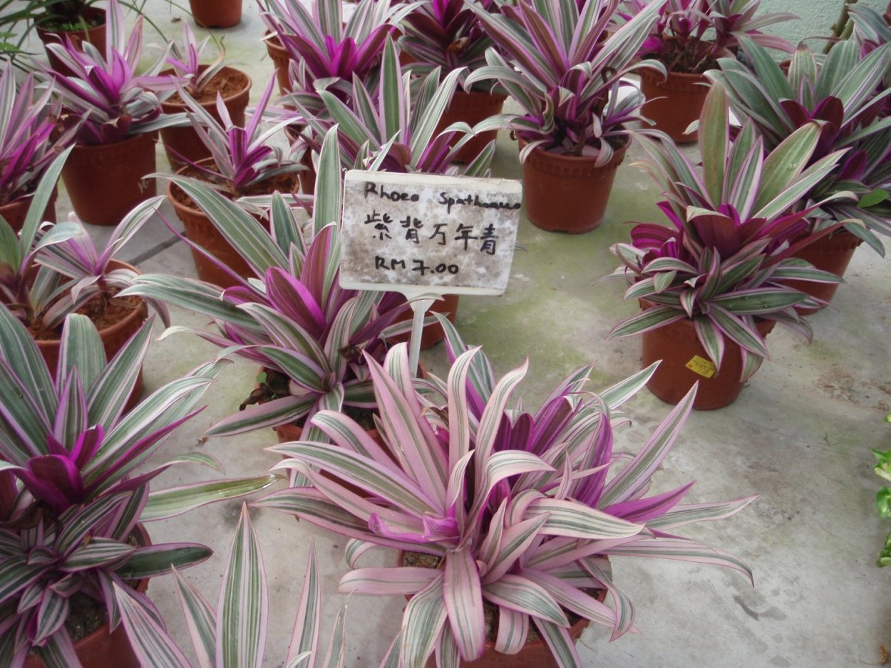 Рео вариегатный