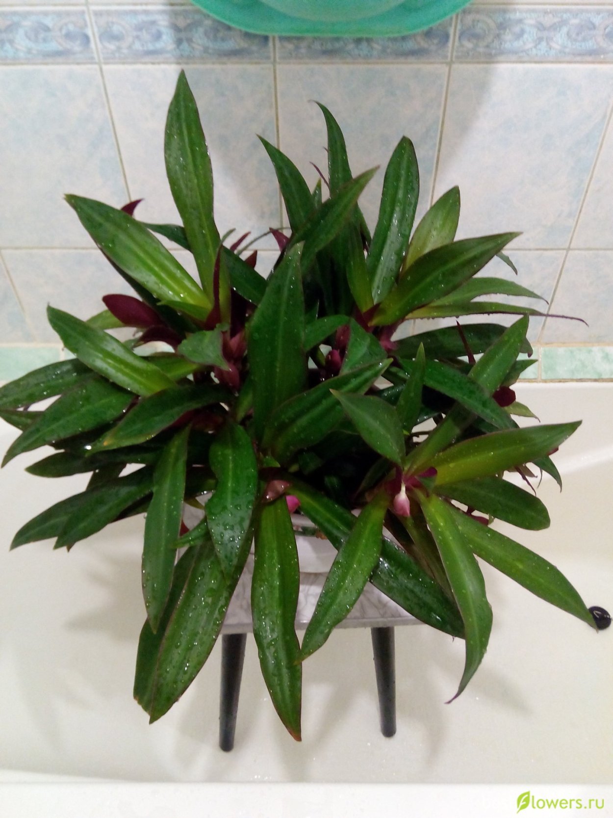 РЭО трехцветный