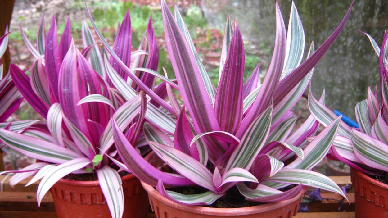 Традесканция покрывальчатая