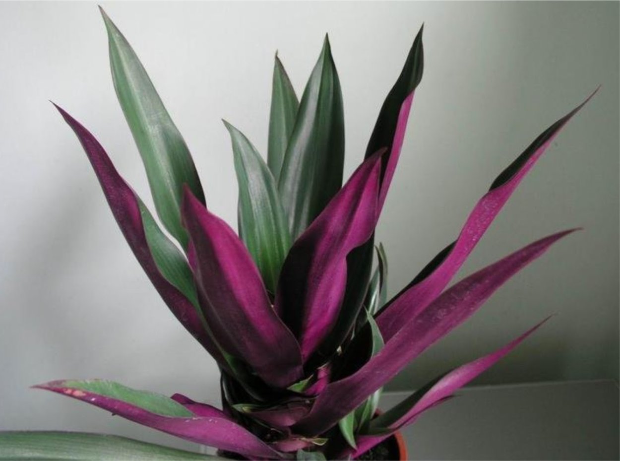 Традесканция spathacea