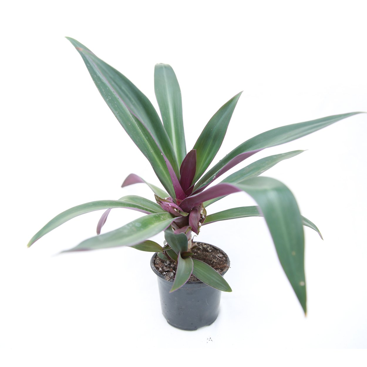 Традесканция Рео