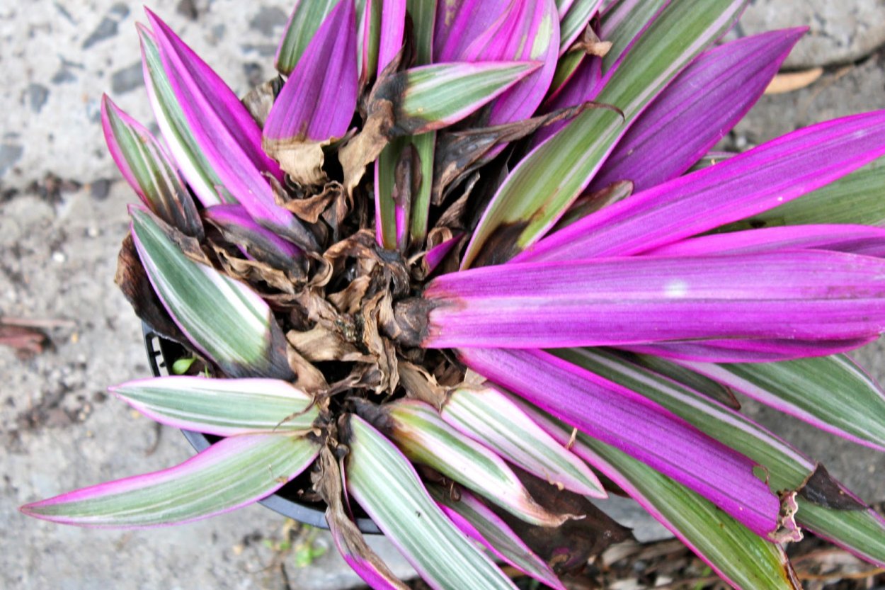 Рео вариегатный