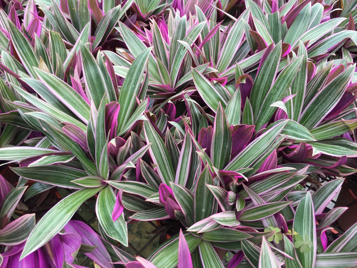 Традесканция Рео