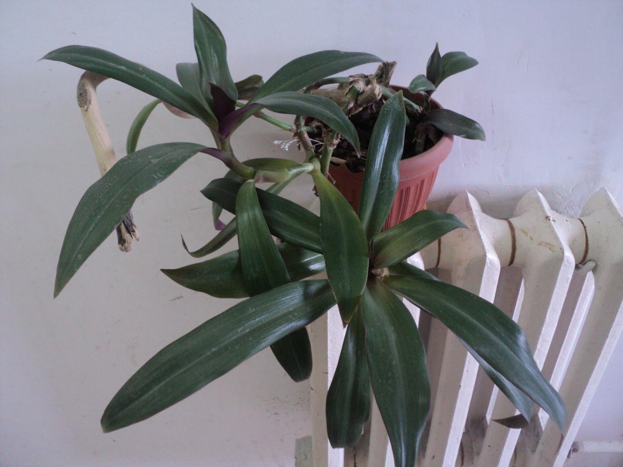 Традесканция Рео прищипка