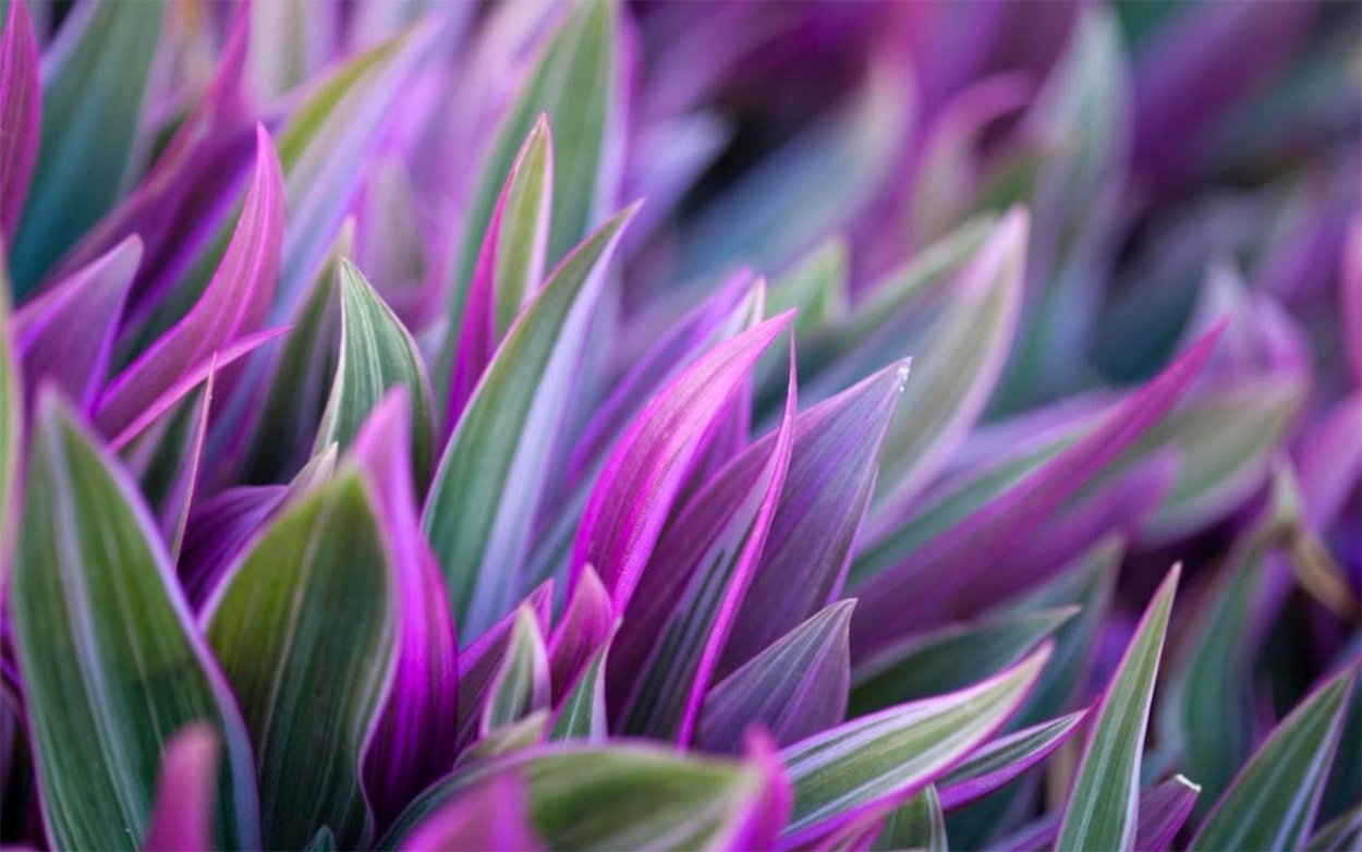 Традесканция покрывальчатая (Tradescantia spathacea)