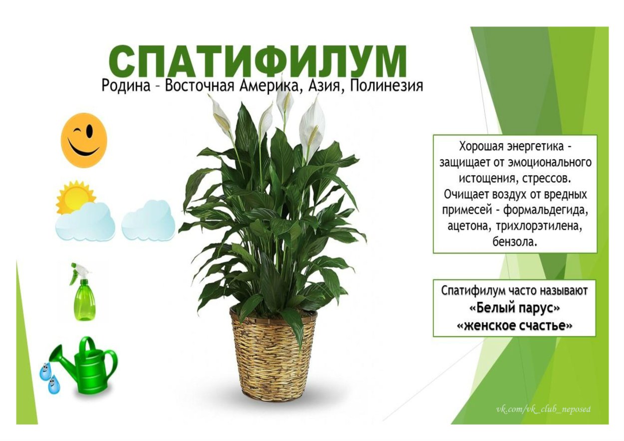 Паспорт комнатных растений Рео