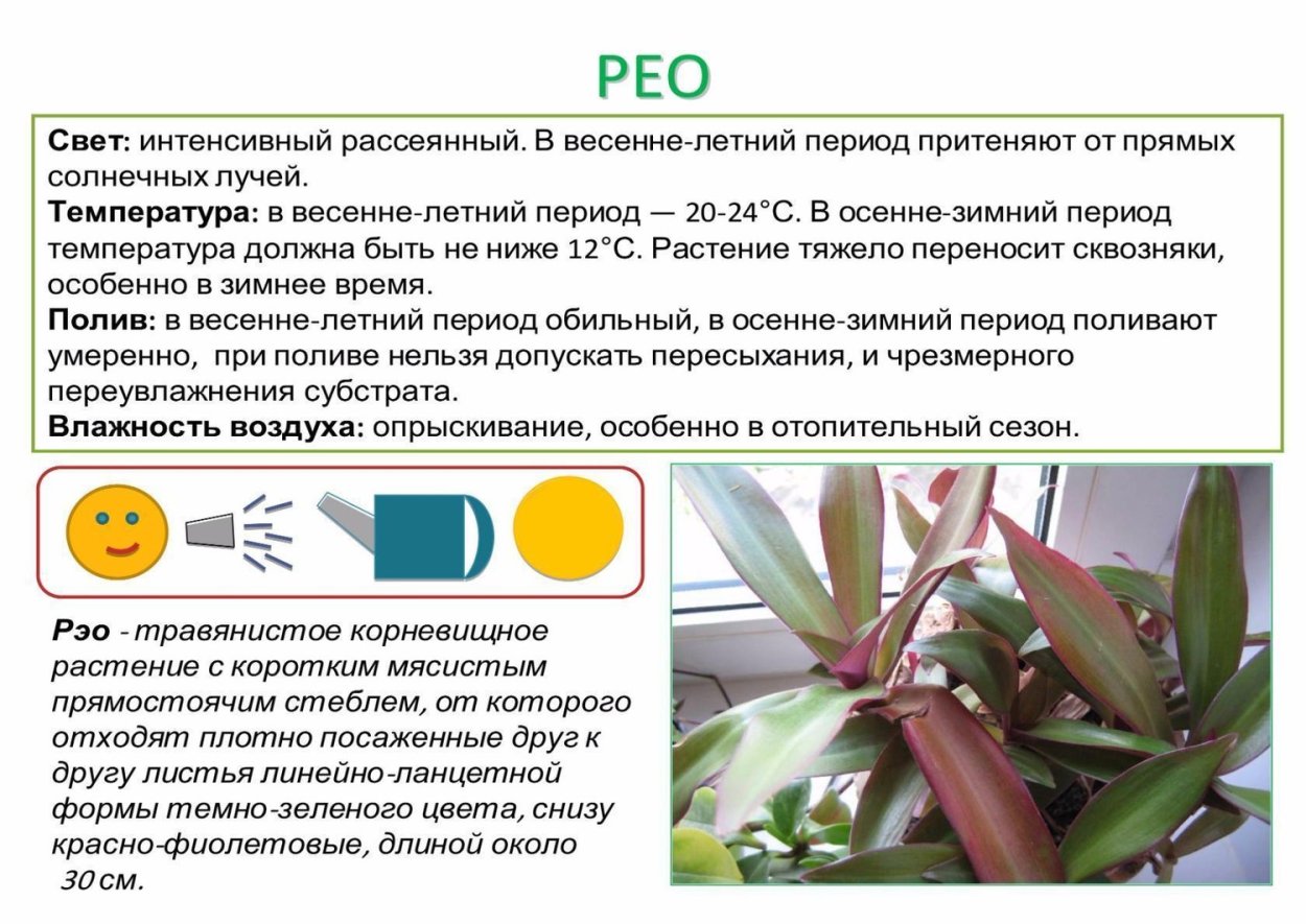 Рео паспорт растения для детского сада
