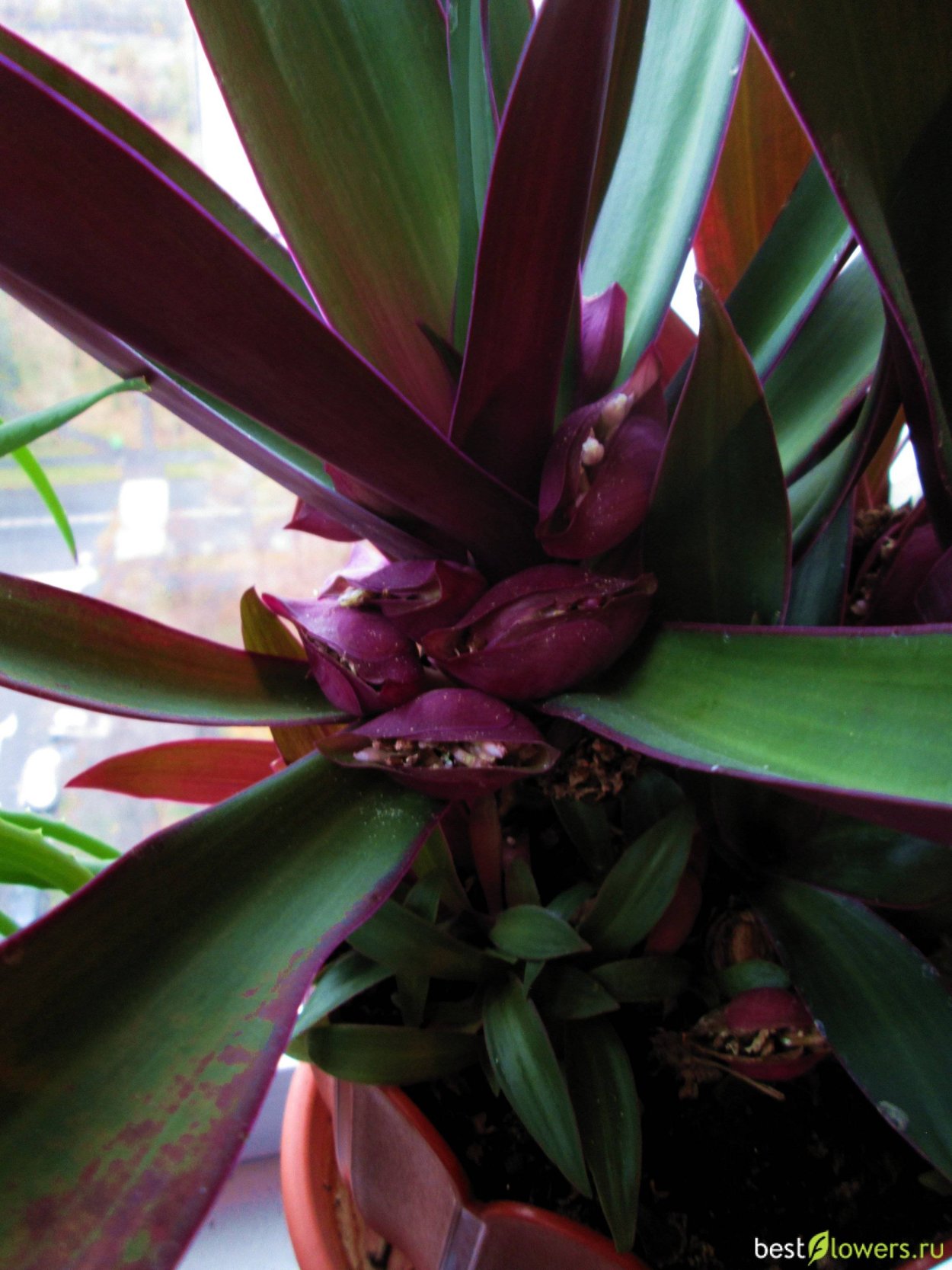 Рео Ладья Моисея цветок