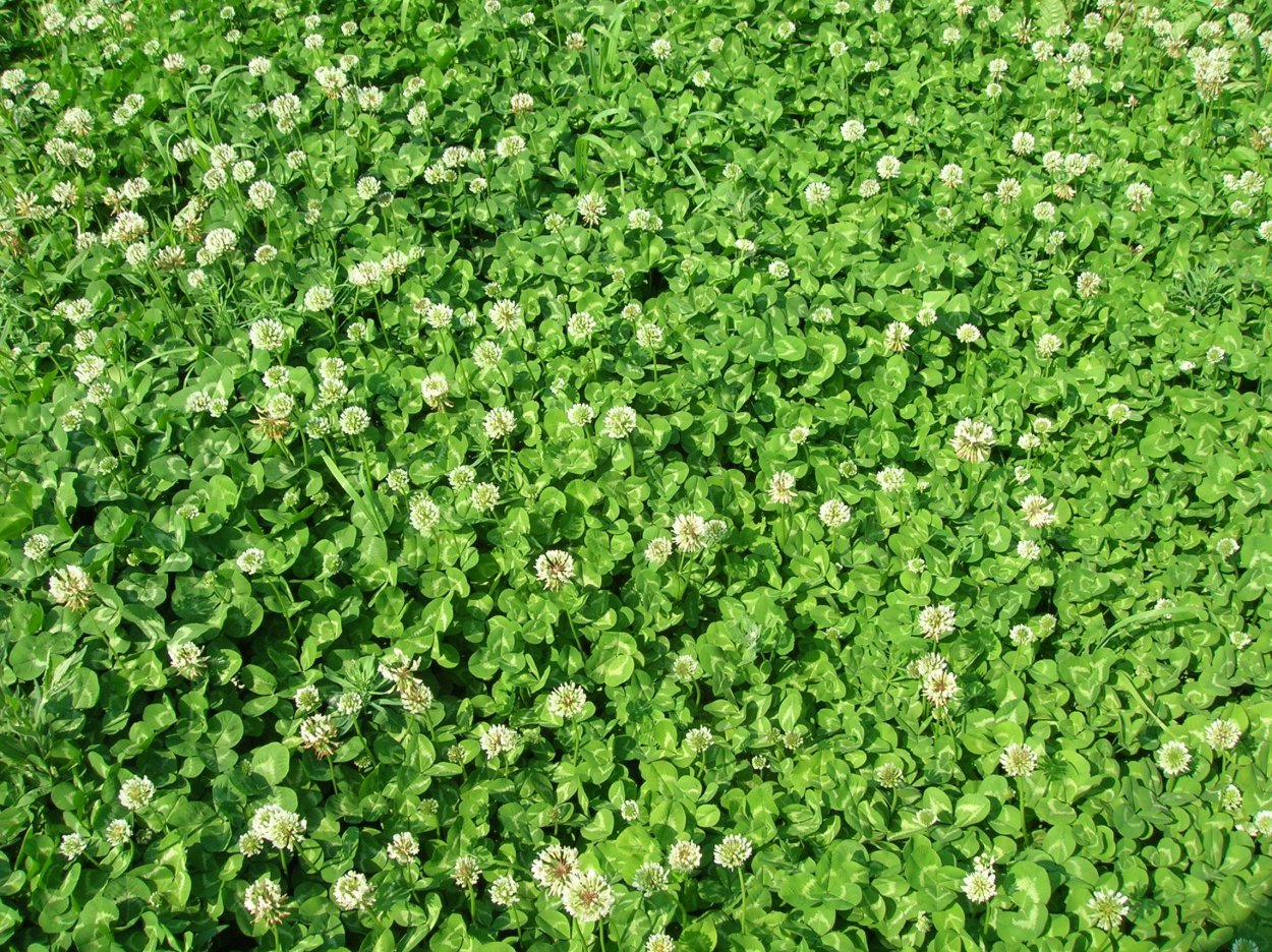 Плющ паттерн