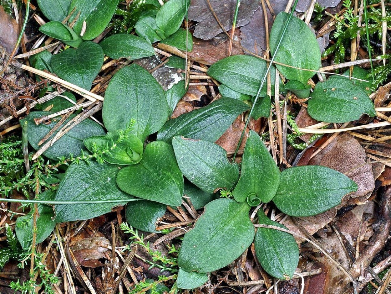 Южные плетистые растения