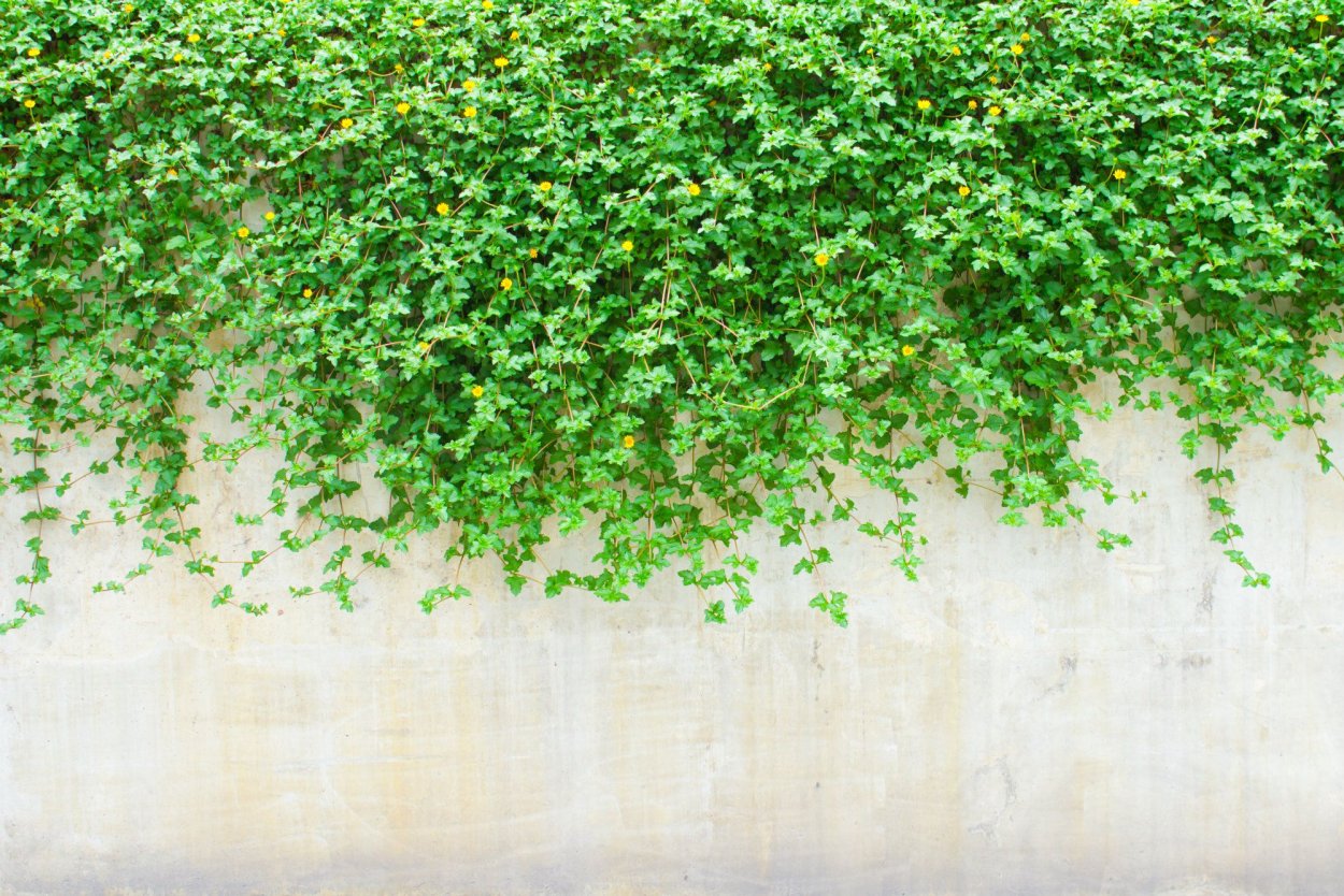 Вьющиеся сверху растения