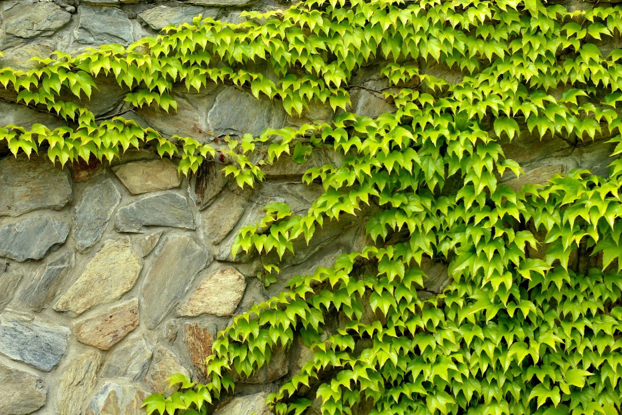 Ипомея Лиана