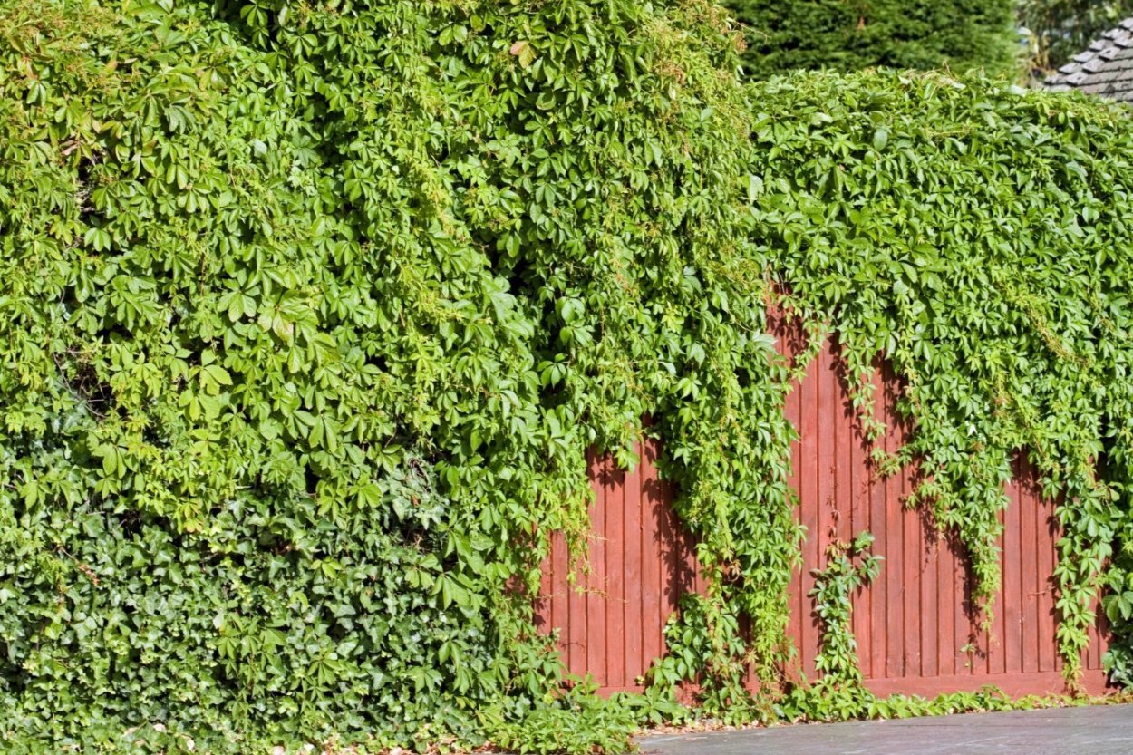 Барвинок почвопокровный многолетник