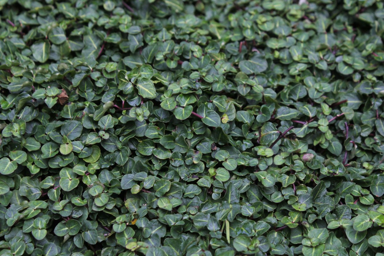 Фикус Пумила