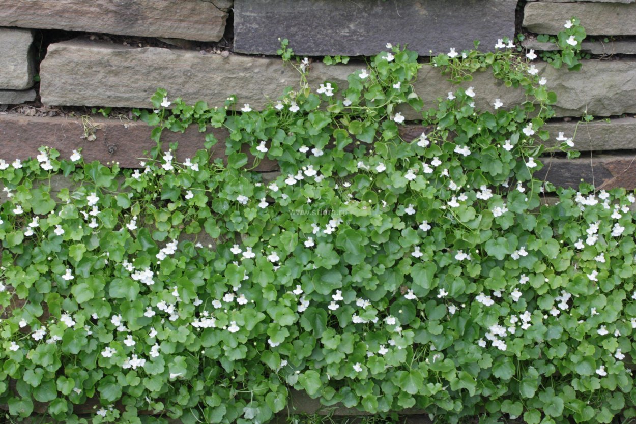 Мята Корсиканская