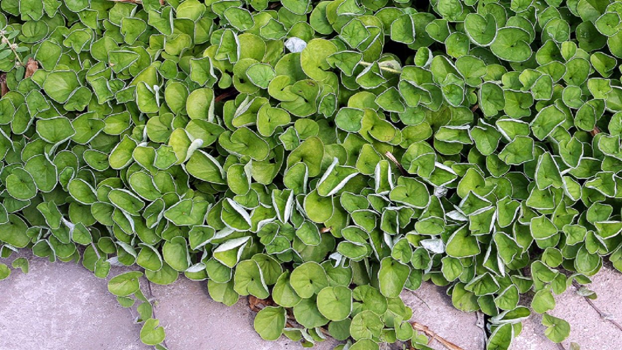 Астра почвопокровная газонная