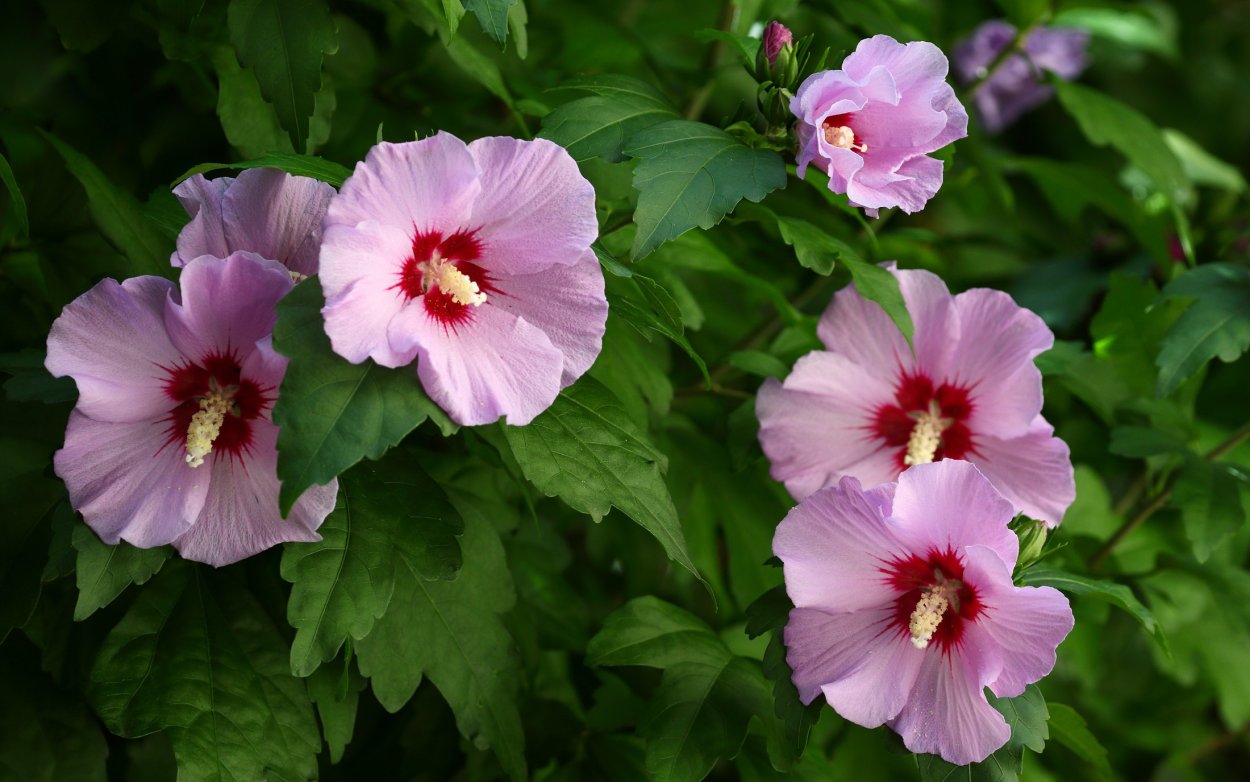 Цветок гибискус уличный