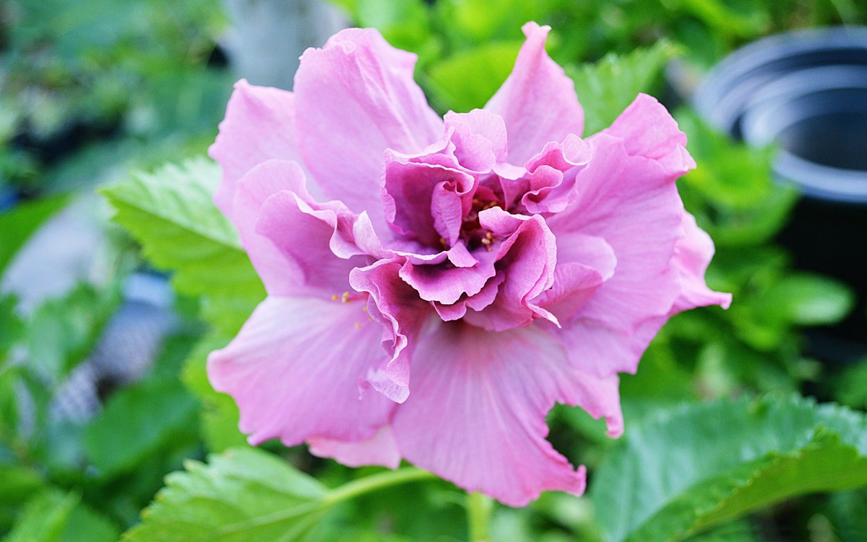 Гибискус (Hibiscus syr.) Starburst Chiffon