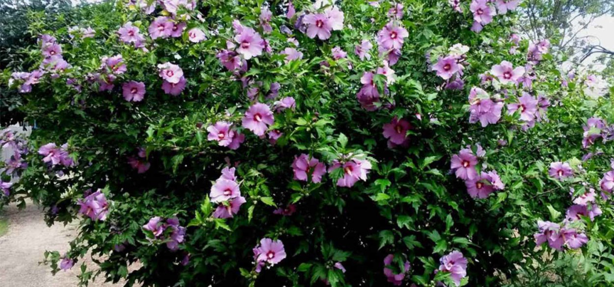 Гибискусы сирийские древовидные