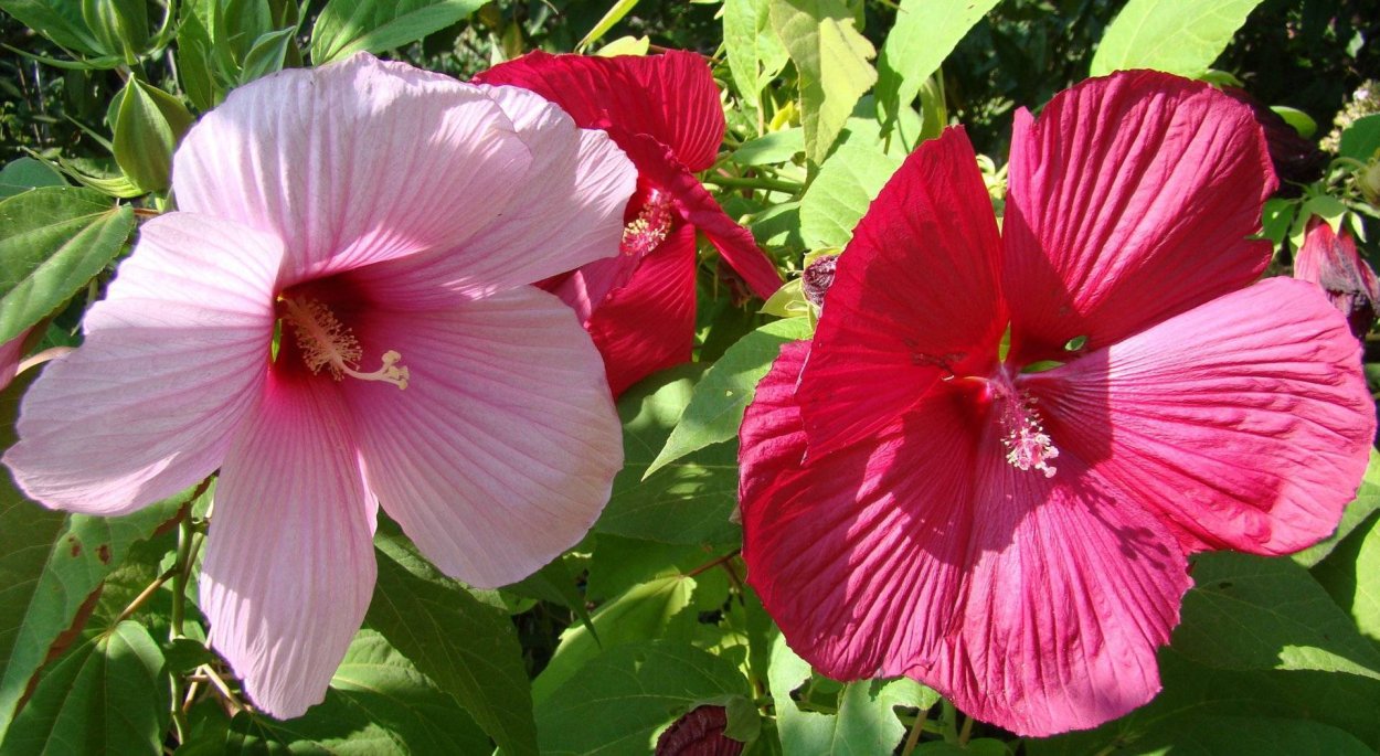 Гибискус древовидный