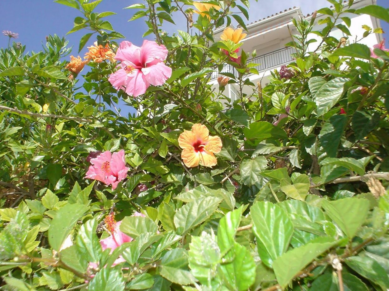 Гибискус дерево