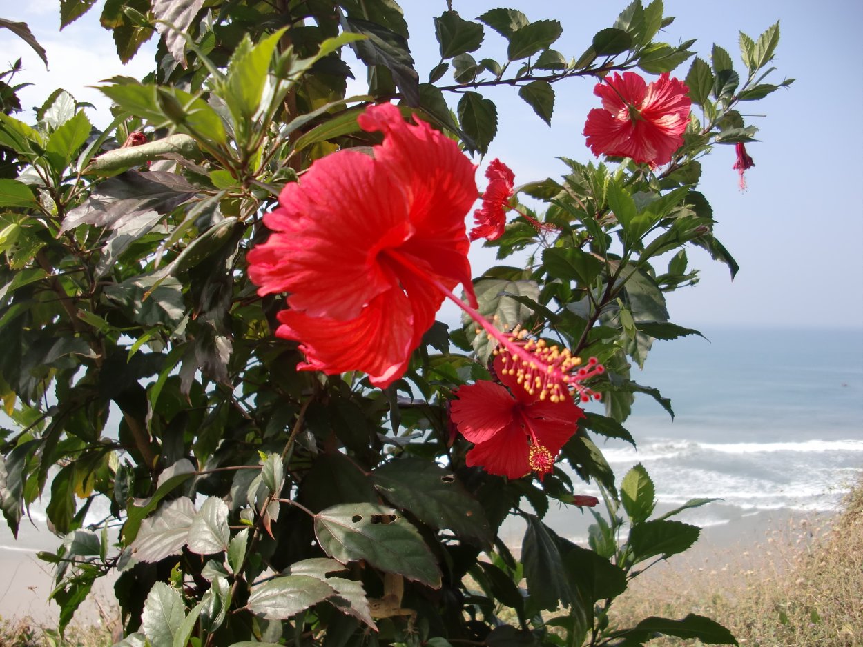 Гибискус дикий куст