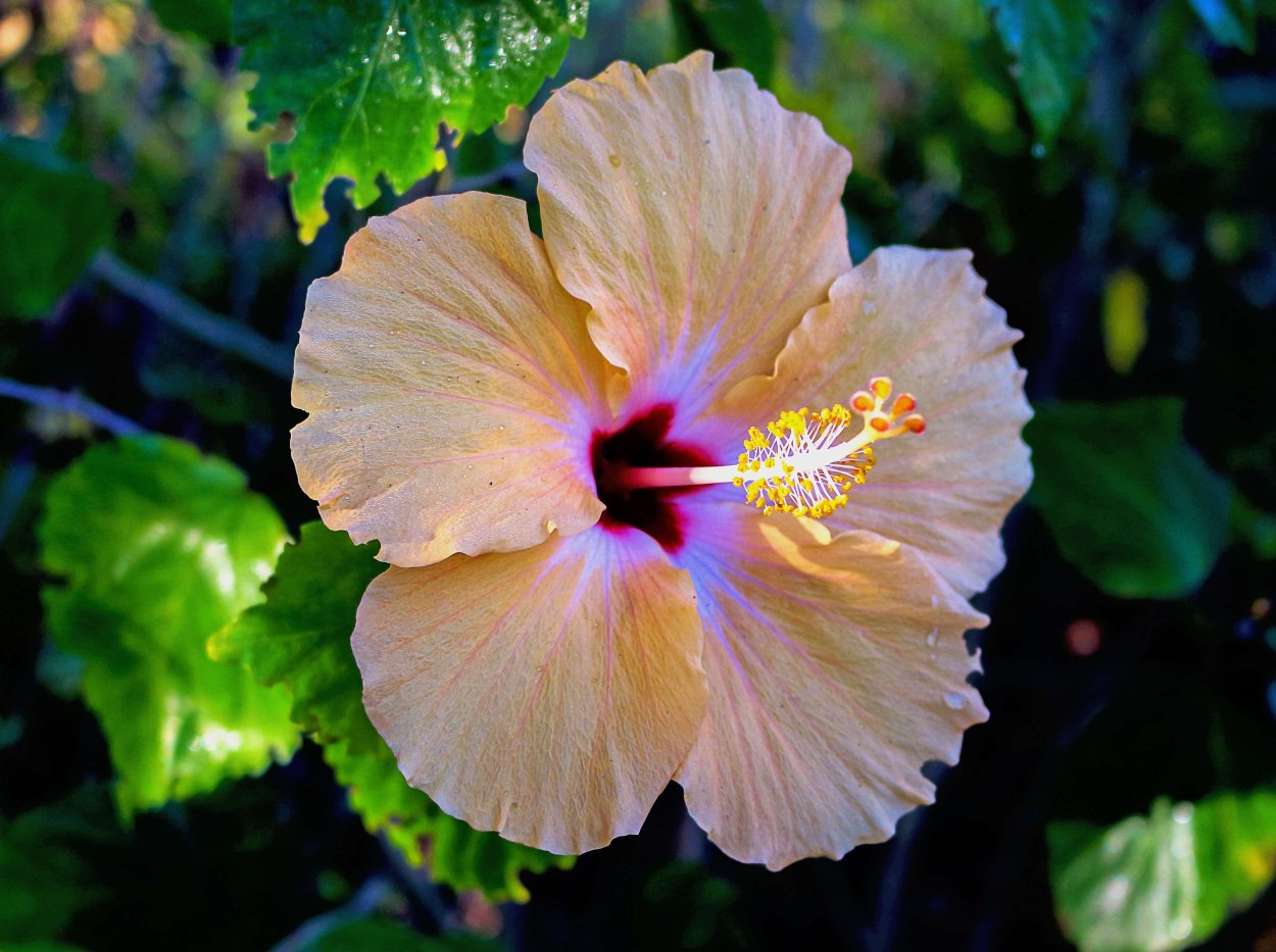 Гибискус (Hibiscus).