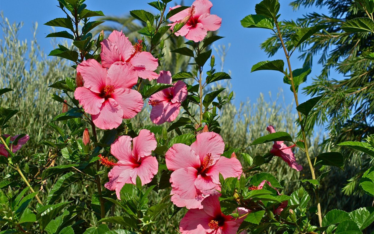 Гибискус древовидный красный