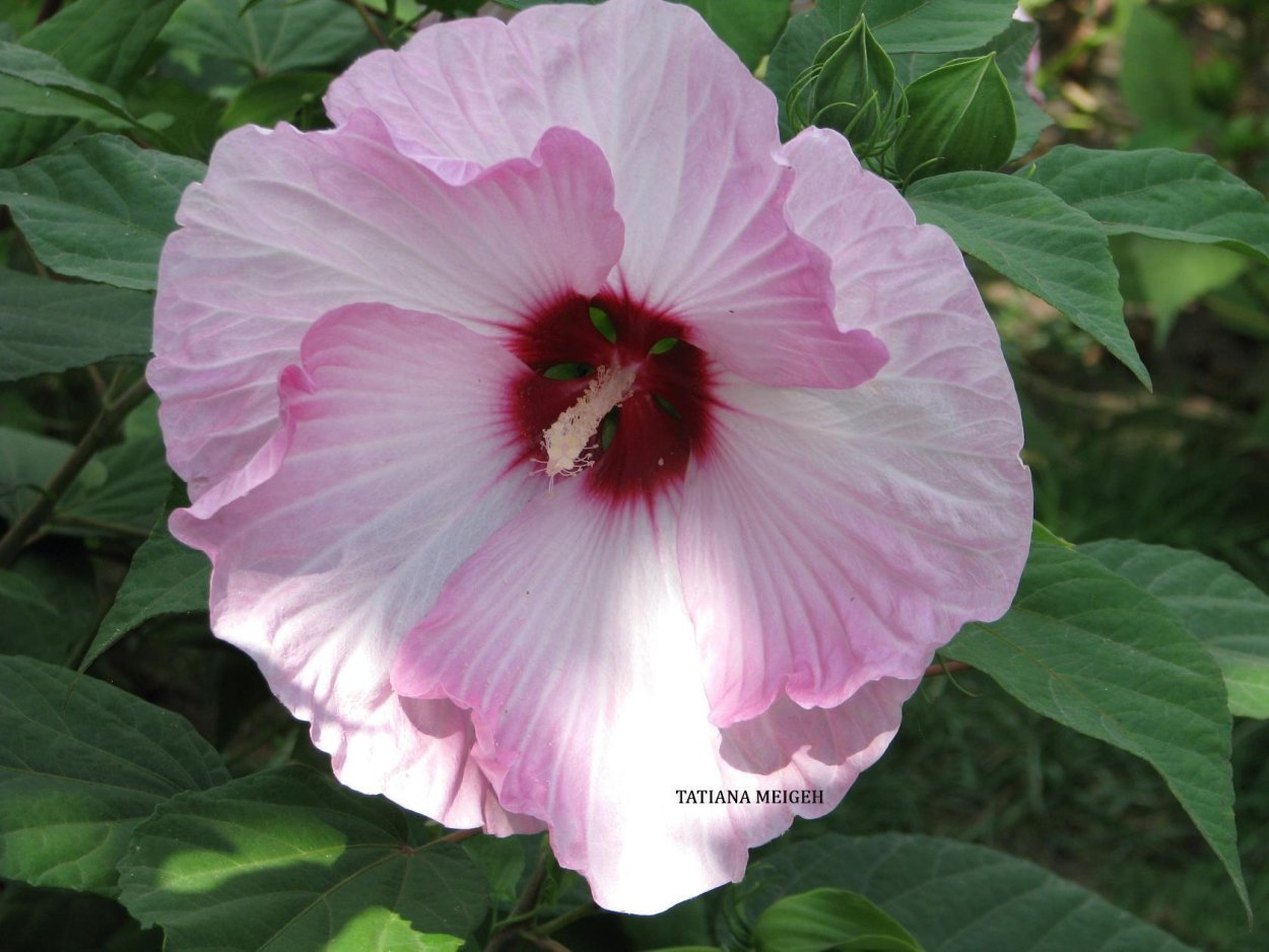 Гибискус травянистый садовый