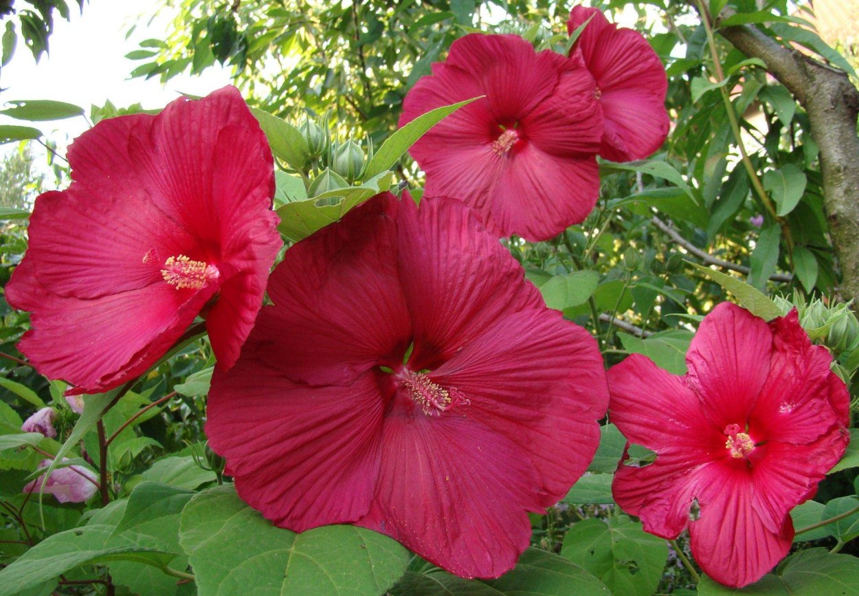 Гибискус травянистый болотный