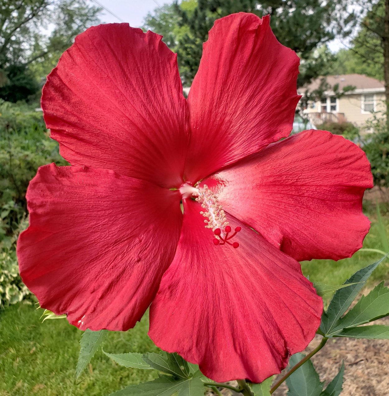 Гибискус древовидный красный