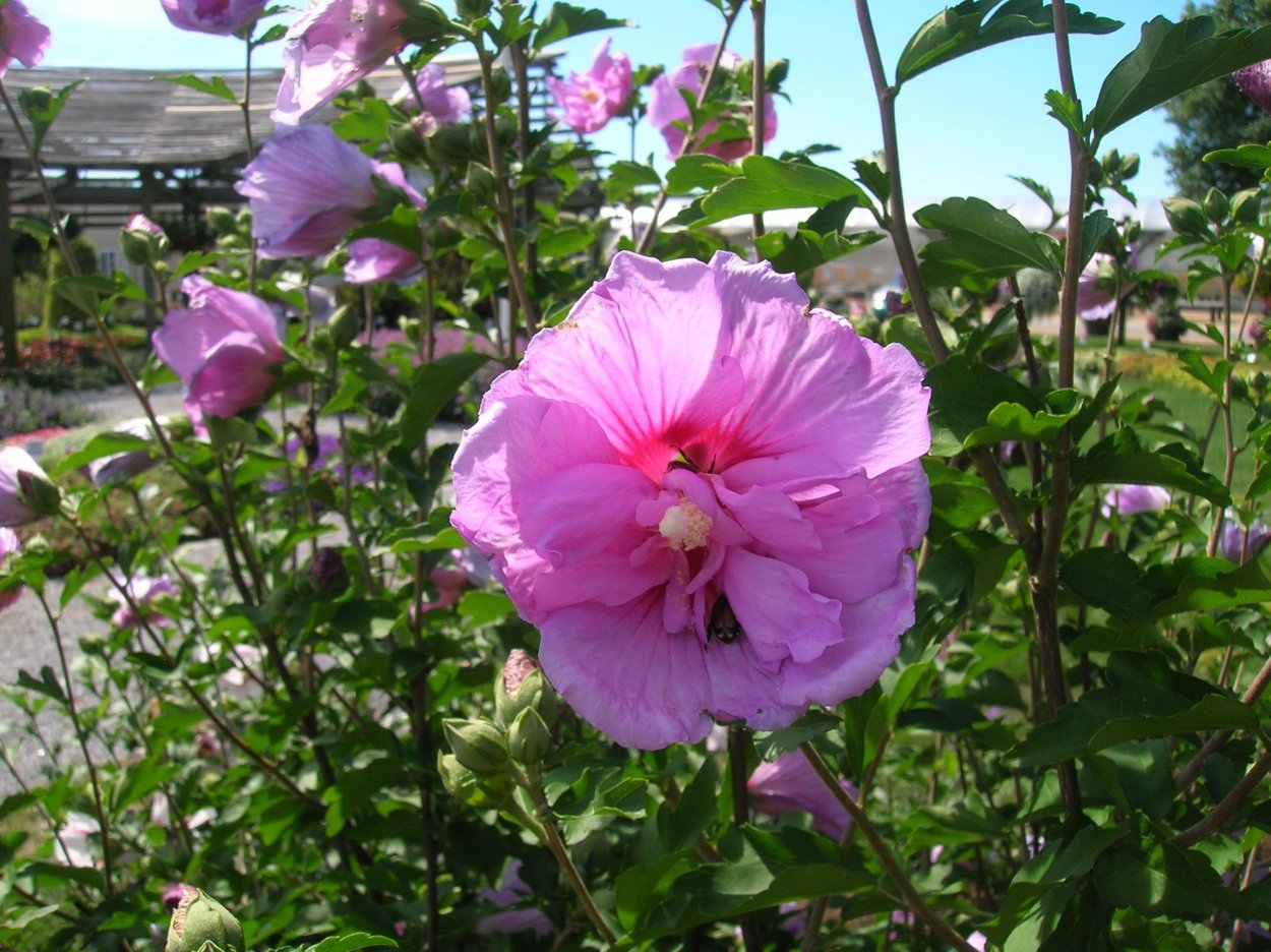 Гибискус садовый Мальва