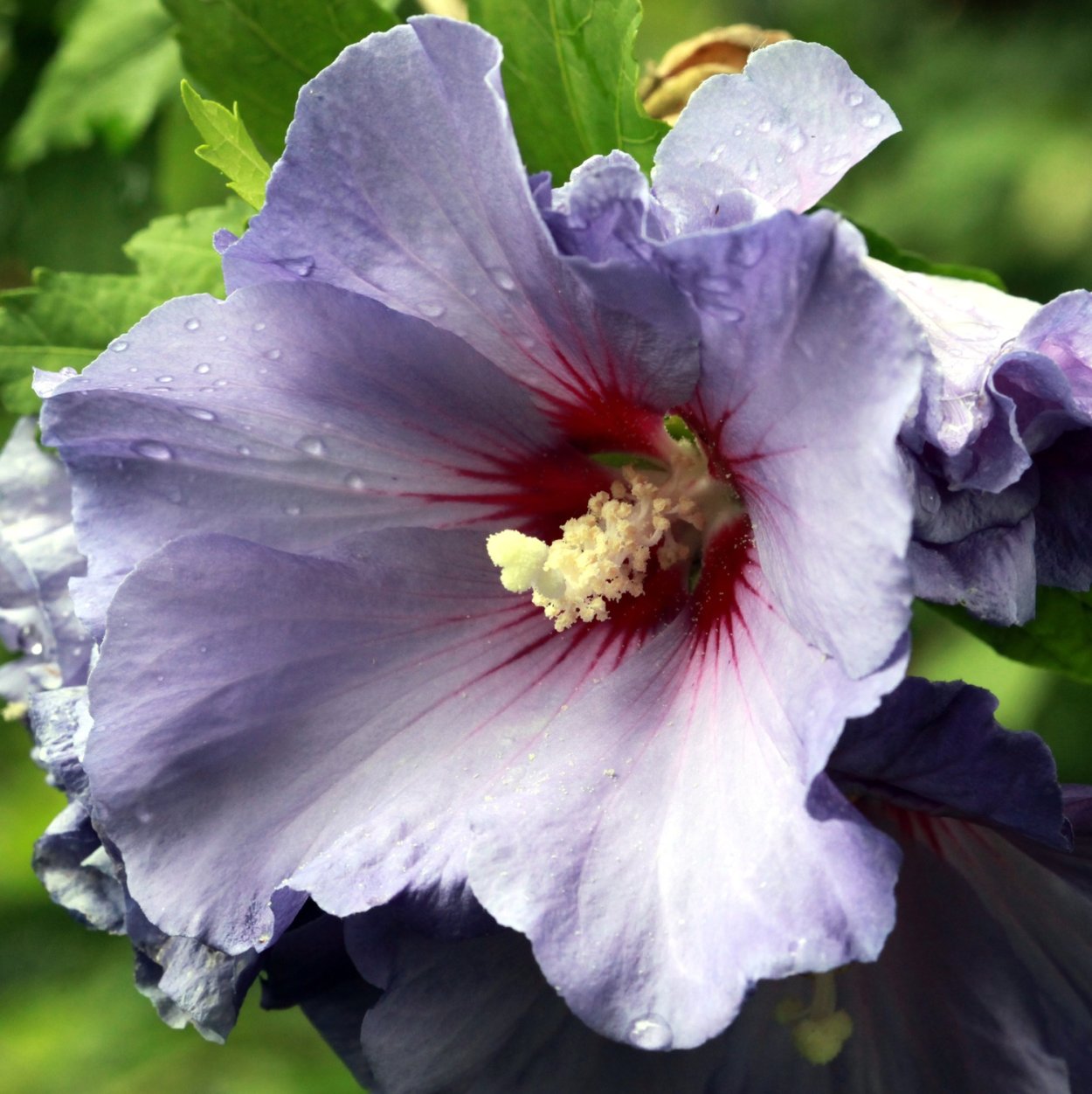 Гибискус сирийский Марина