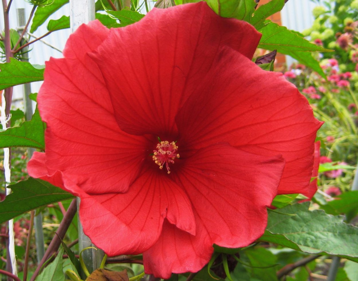 Гибискус гибридный Роял Джеймс