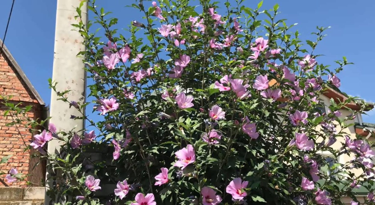 Гибискус древовидный сирийский не распускается