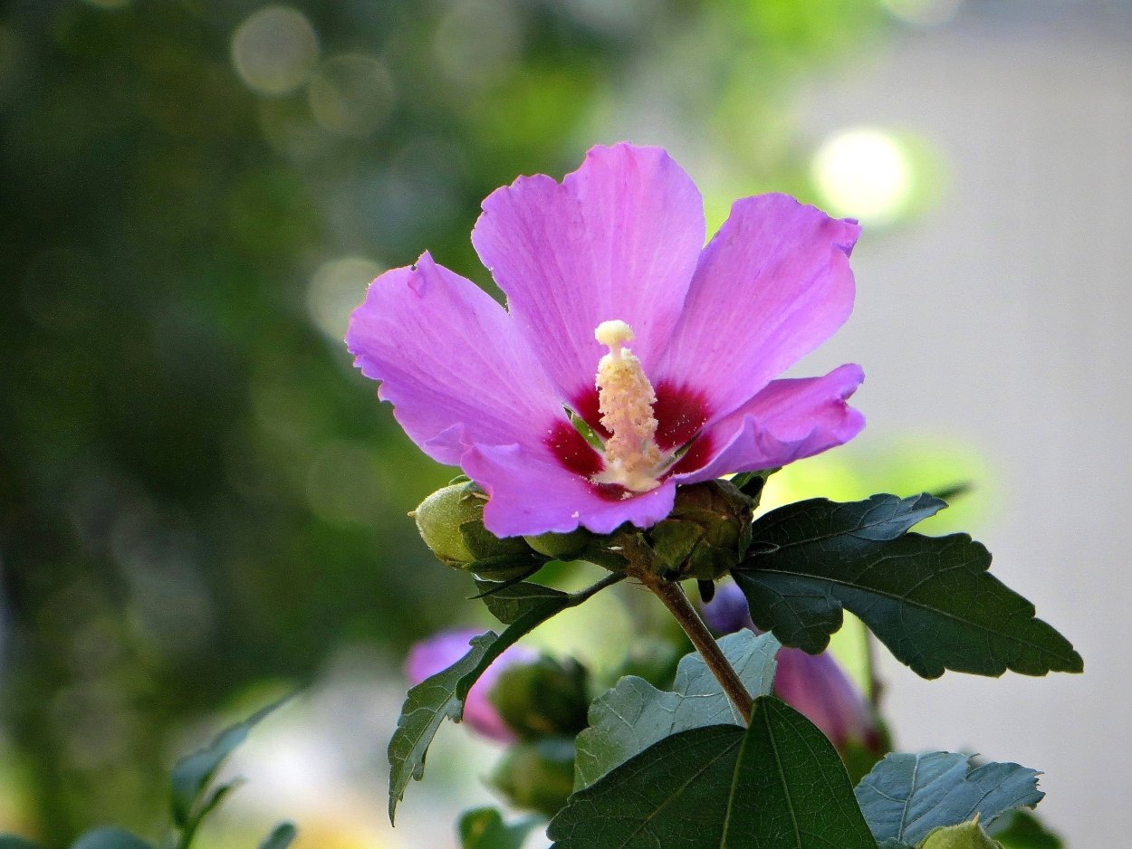 Гибискус сирийский