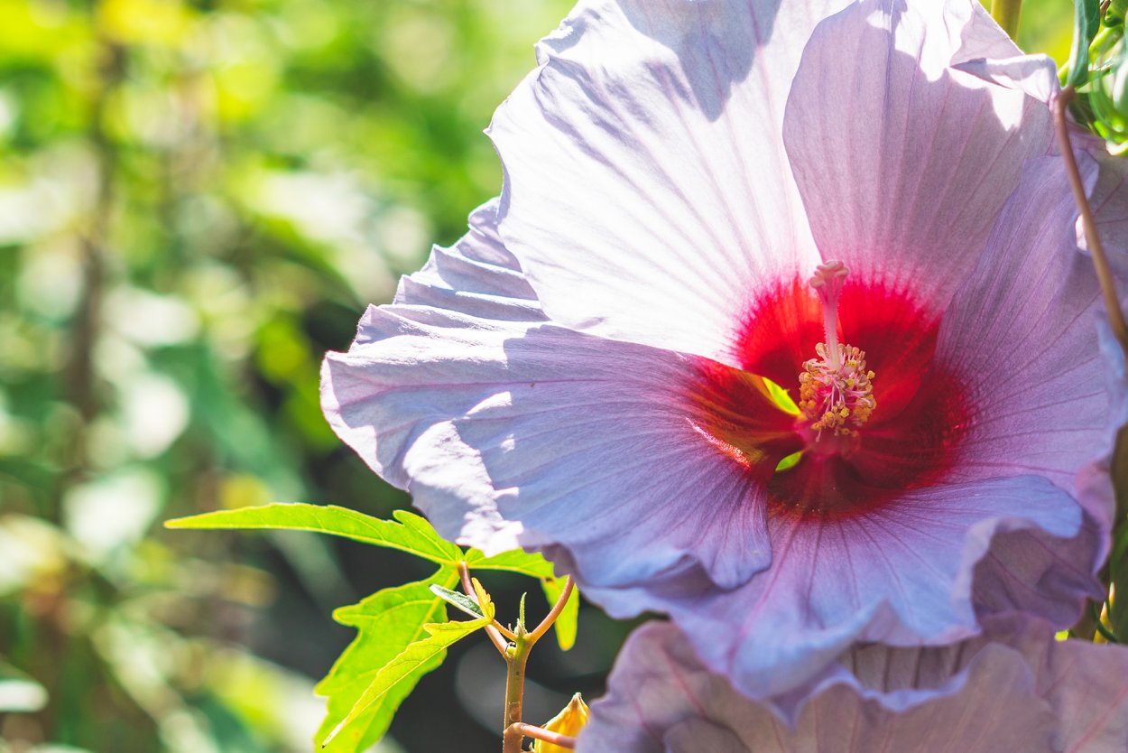 Гибискус Madeleine
