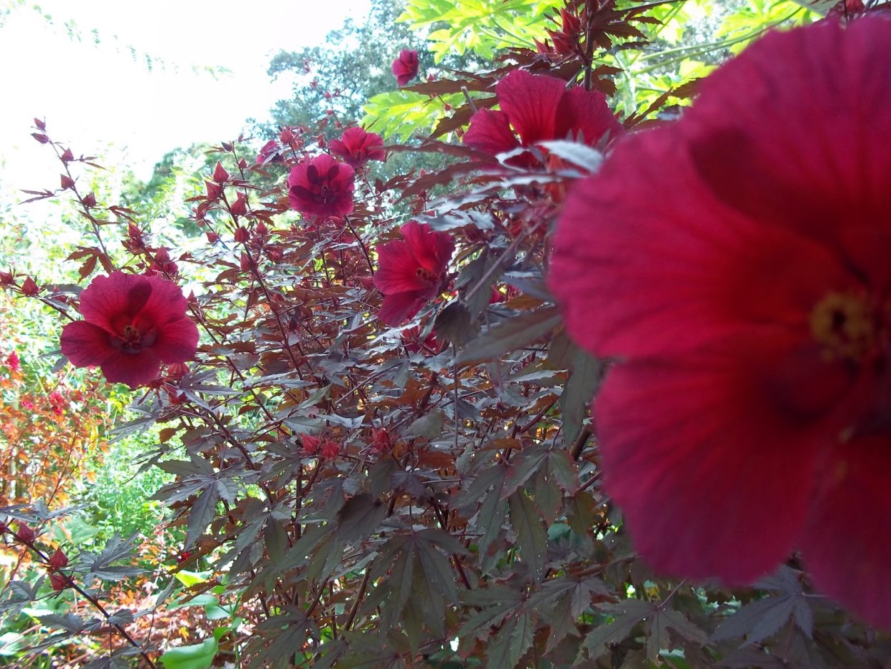 Гибискус Хюгеля