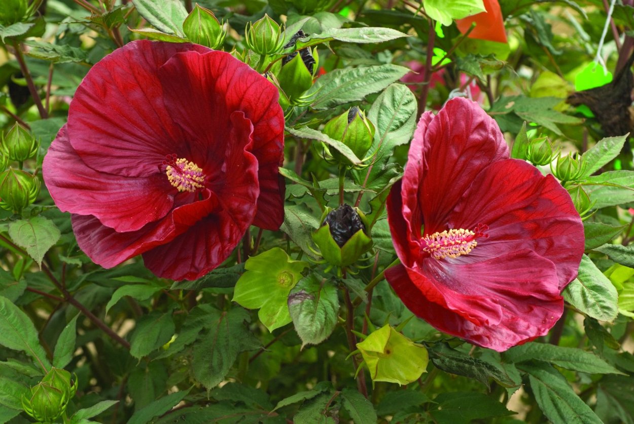 Гибискус древовидный красный