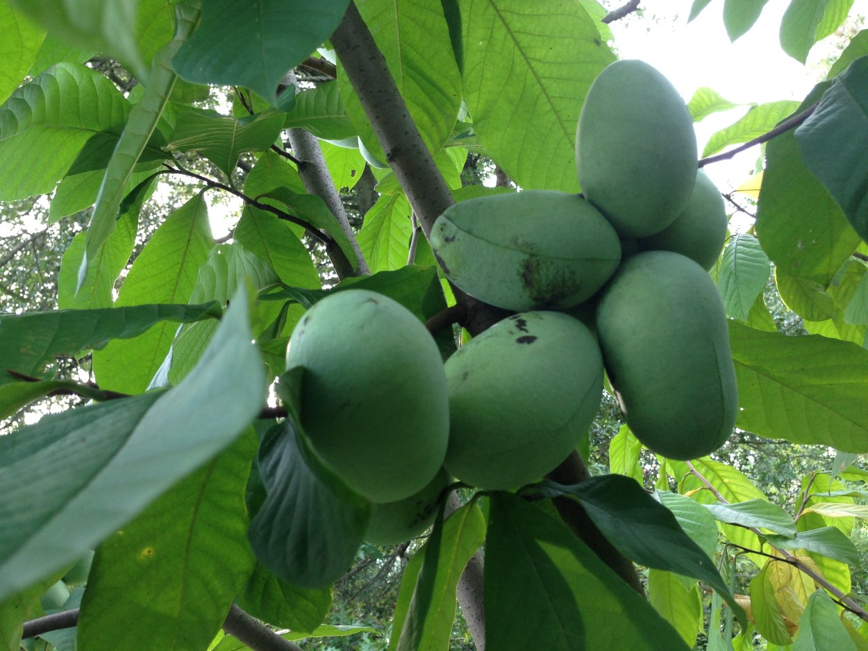 Азимина трилоба дерево