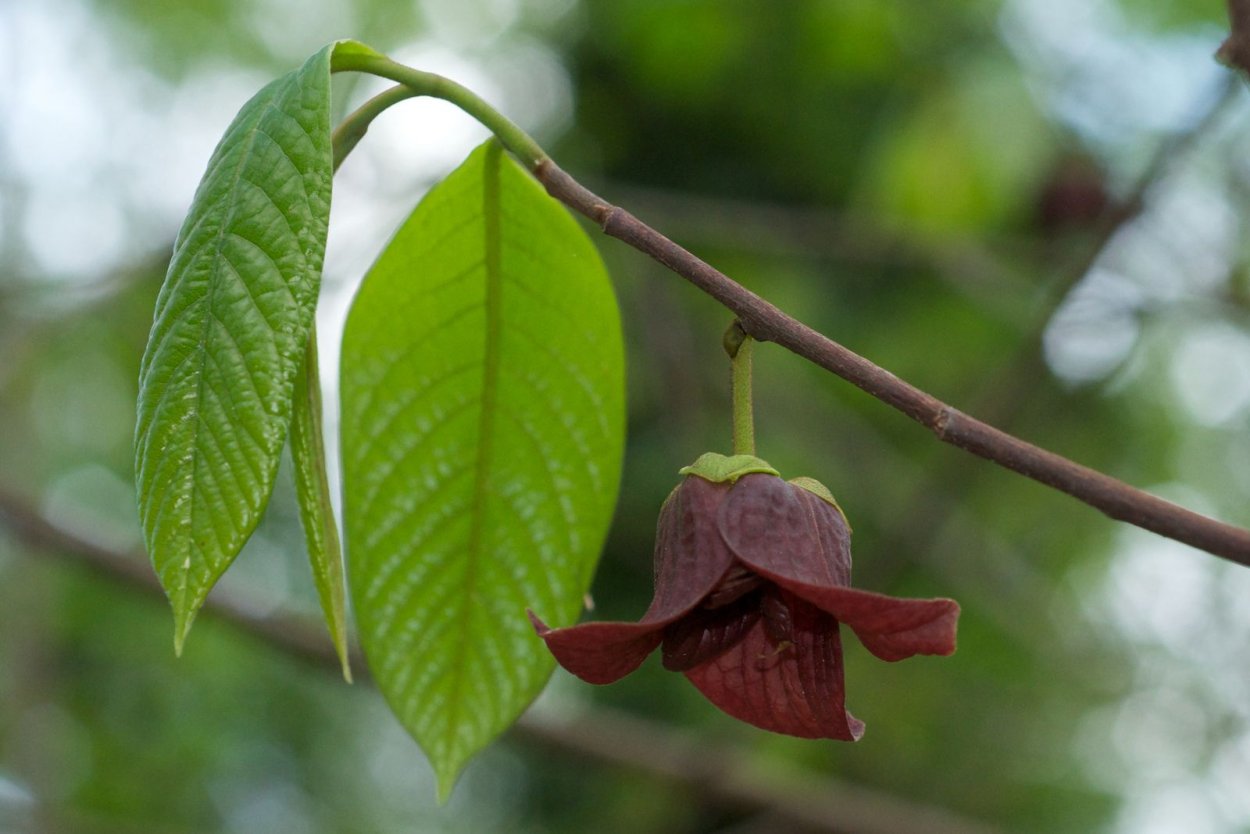 Азимина трилоба (Северный банан)