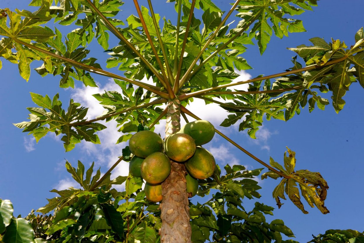 Азимина трилоба (Северный банан)