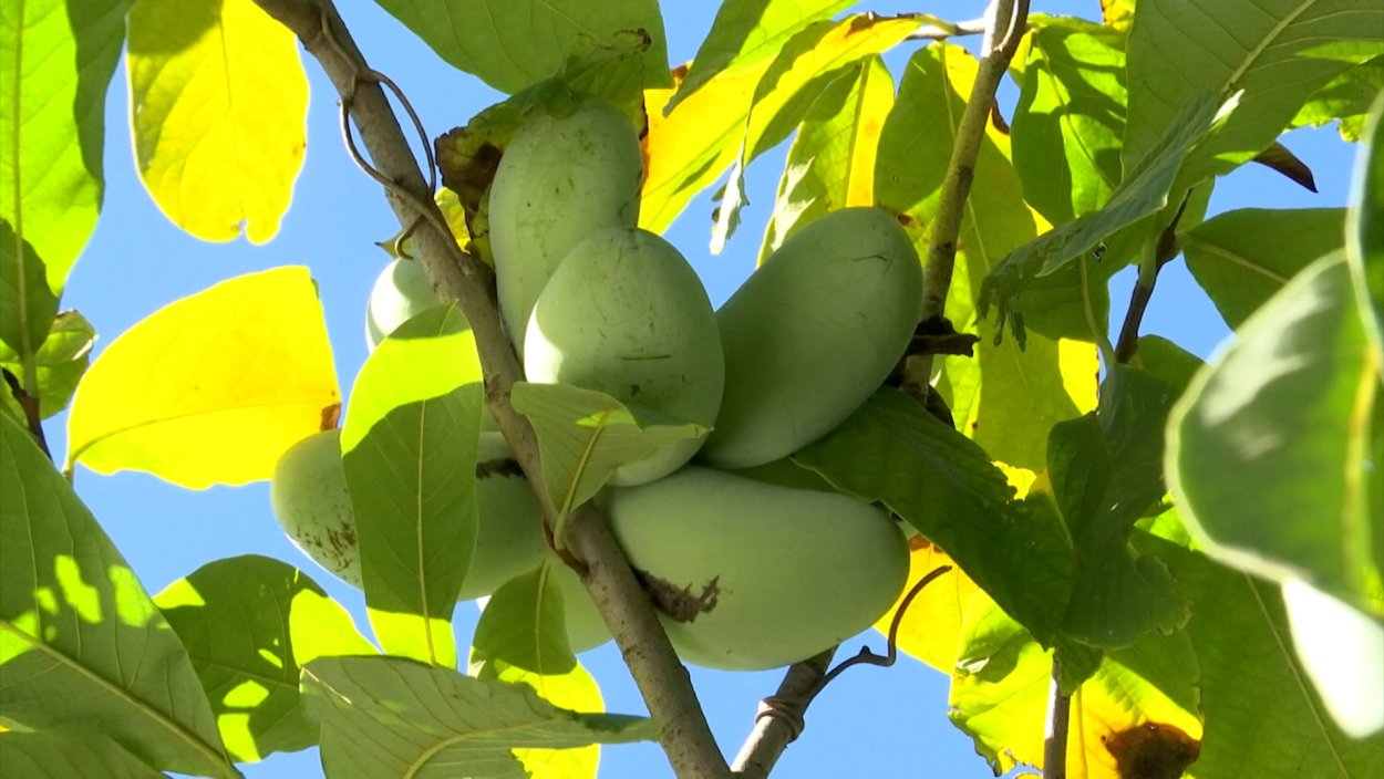 Семена азимина трилоба