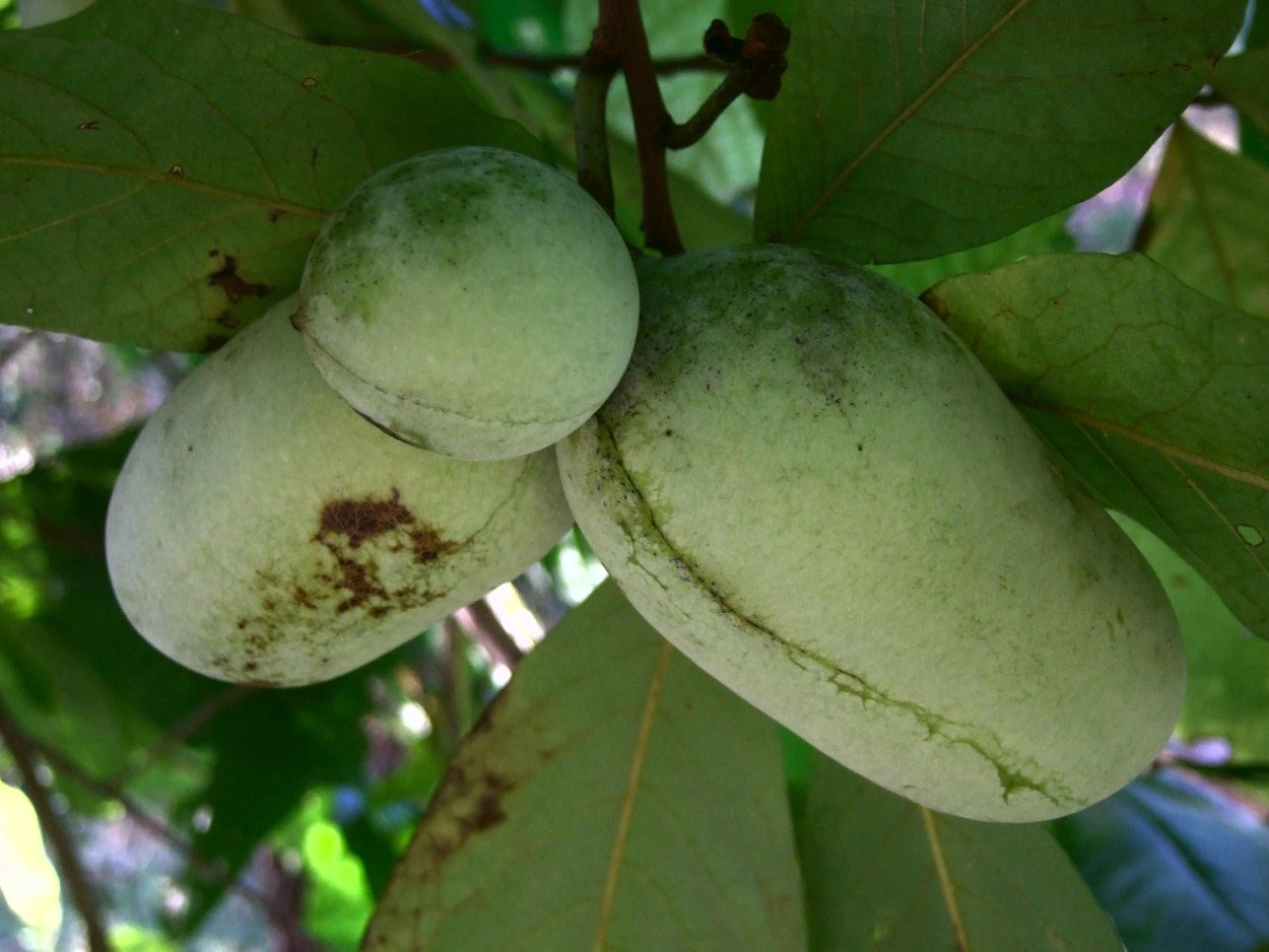 Азимина трехлопастная банановое
