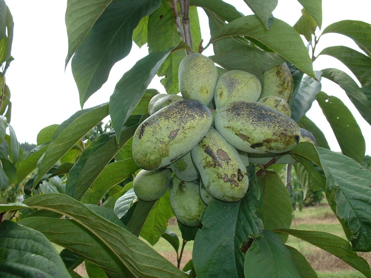 Азимина трилоба (Северный банан)