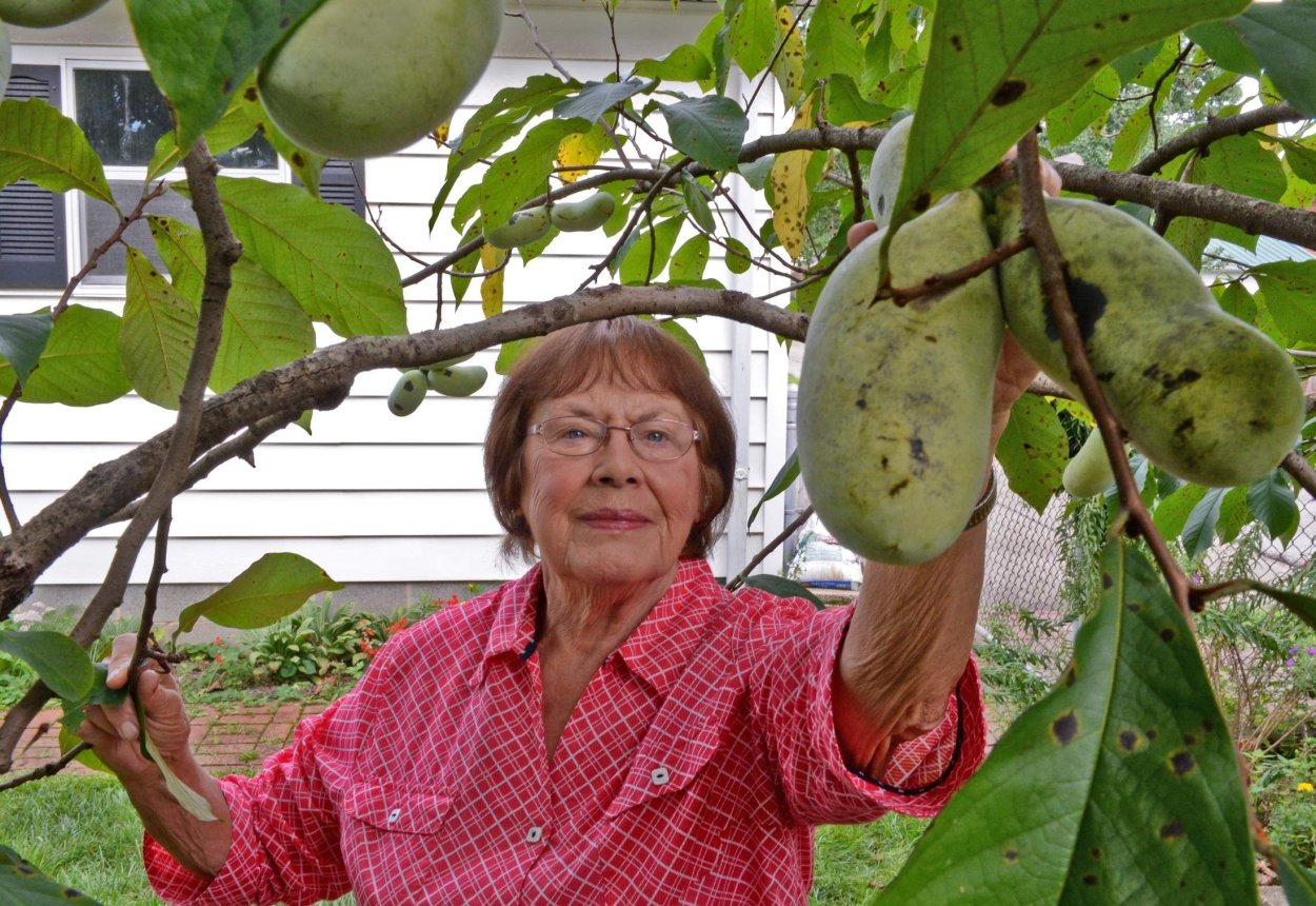 Незрелая папайя на дереве
