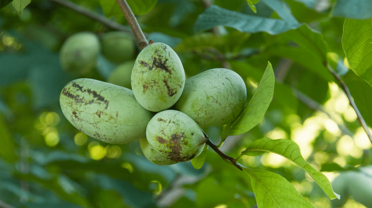 Asimina triloba Paw Paw Tree азимина трилоба